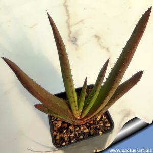 Aloe cryptopoda