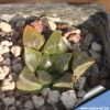 Haworthia bayeri