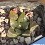 Haworthia bayeri