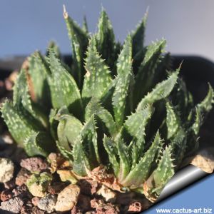 Haworthia magnifica notabilis