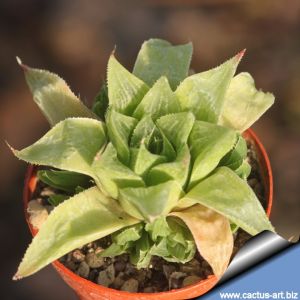 Haworthia retusa longifolia