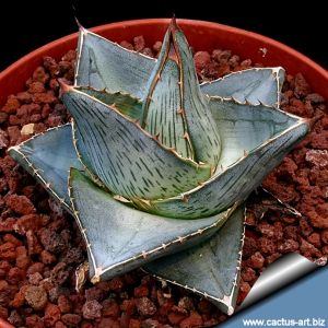 Agave pumila 'nana'