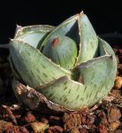 Agave pumila 'nana'