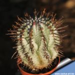 Euphorbia horrida striata