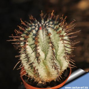 Euphorbia horrida striata