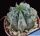 Euphorbia horrida striata