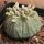 Euphorbia obesa hybrid