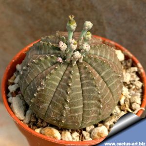 Euphorbia obesa hybrid