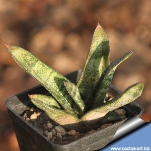 Gasteria batesiana EVJ 91/37 Clipwaal Goldmine