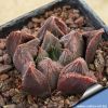 Haworthia cooperi v. venusta x chocolate