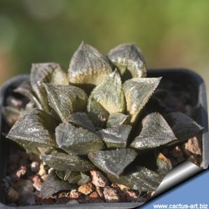 Haworthia hybrid CC1762 H. magnifica v. paradoxa x H. pygmaea  (H. asperula)