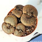 Lithops aucampiae