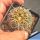 Gymnocalycium spegazzinii (HONEY YELLOW SPINES)