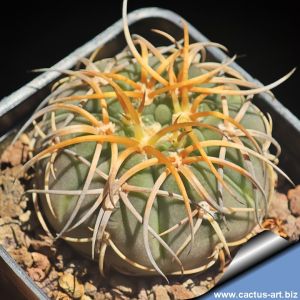 Gymnocalycium spegazzinii (HONEY YELLOW SPINES)