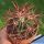 Echinocactus parryi