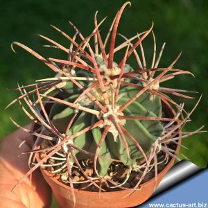 Echinocactus parryi