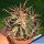 Echinocactus parryi