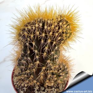 Trichocereus rowleyi f. cristata