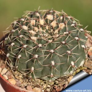 Gymnocalycium pseudoragonesei
