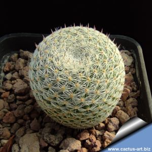 Mammillaria brauneana Lampacitos, Nuevo Leon, Mexico