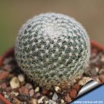 Mammillaria microthele