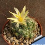 Mammillaria surculosa SB37 Presa de guadalupe, San Luis Potosi, Mexico