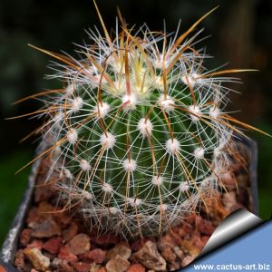 Echinofossulocactus albatus