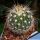 Echinofossulocactus albatus