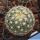 Echinofossulocactus albatus