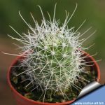 Mammillaria setispina (Cochemiea setispina)