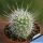 Mammillaria setispina (Cochemiea setispina)