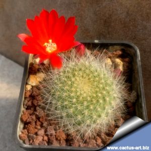 Rebutia senilis var. elegans