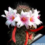 Mammillaria fraileana