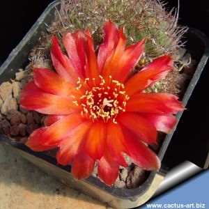 Sulcorebutia seinoiana