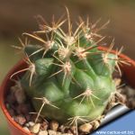 Ferocactus fordii hybrid