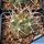 Gymnocalycium nidulans LT107 Señor de la Peña, La Rioja, Argentina
