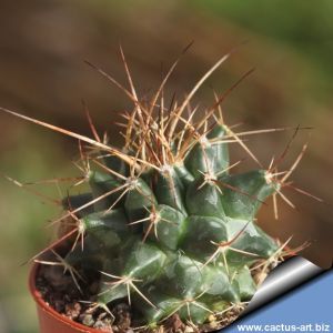 Mammillaria sp. REP1140 Arroyo Seco, Querétaro, Mexico (mammillaria cemtralifera)