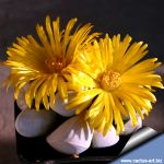 Lapidaria margaretae SB1798 Eendoorn, Groot Namaland, Namibia
