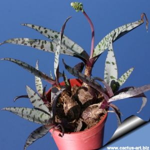 Ledebouria violacea (Scilla violacea)