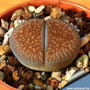 Lithops aucampiae v. euniceae C048 TL: 15 km N Hopetown, South Africa