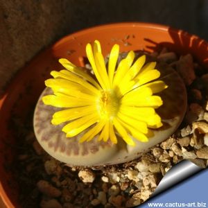 Lithops bromfieldii C368, 25km South-East of Upington, Cape Province (SA)