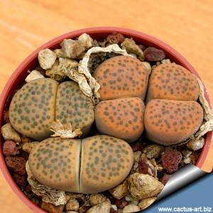 Lithops fulviceps C266 65 km N ofKarasburg, Namibia