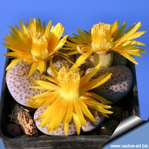 Lithops fulviceps v. lactinea C222 TL 100 km West-South-West of Keetmanshoop, Namibia