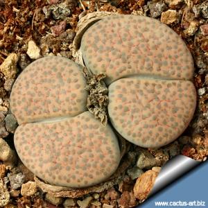 Lithops fulviceps v. lactinea C222 TL 100 km West-South-West of Keetmanshoop, Namibia