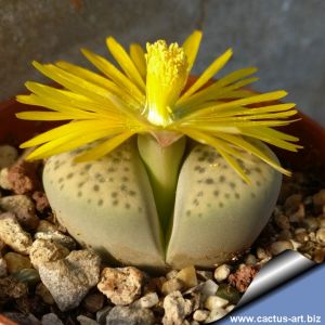 Lithops fulviceps v. laevigata C412 TL 90km North-East Pofadder, Northern cape, South Africa