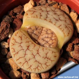 Lithops gracilidelineata C262, 30km N.W. of Usakos, Namibia