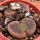 Lithops hookeri v. subfenestrata C021, 15 km SSW von Prieska, South Africa