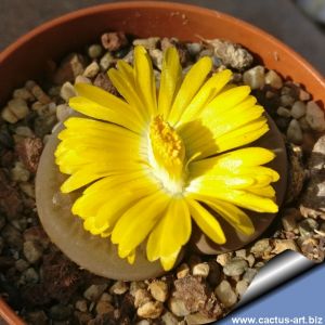 Lithops hookeri v. subfenestrata C021, 15 km SSW von Prieska, South Africa