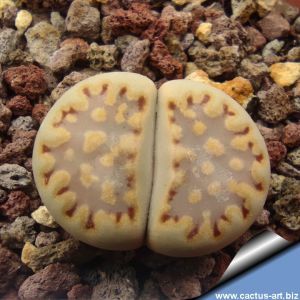 Lithops julii ssp fulleri C323, 25km SW of Upington, Cape Province (SA)