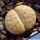 Lithops karasmontana mickbergensis, C327, 15km North-North-East of Grünau, Namibia